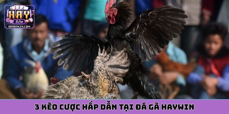 3 kèo cược hấp dẫn tại đá gà HAYWIN