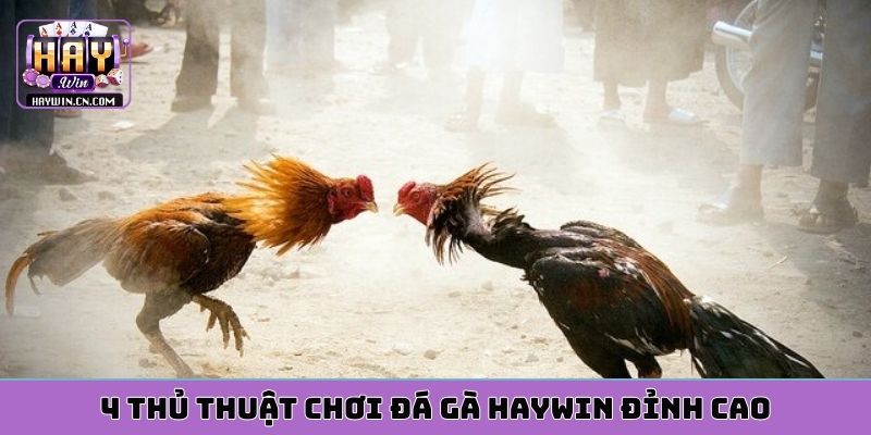4 thủ thuật chơi đá gà HAYWIN đỉnh cao