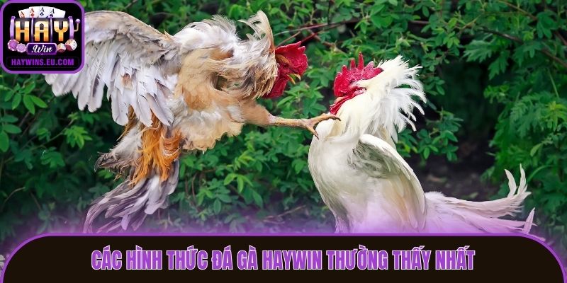 Các hình thức đá gà Haywin thường thấy nhất