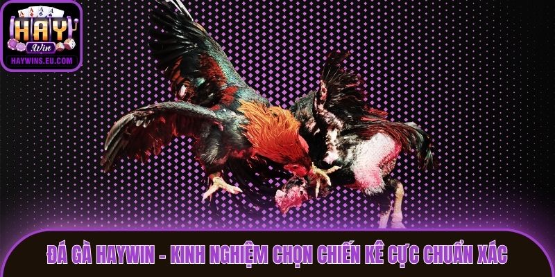 Đá Gà Haywin - Kinh Nghiệm Chọn Chiến Kê Cực Chuẩn Xác