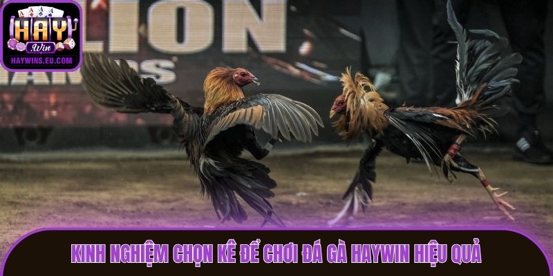 Kinh nghiệm chọn kê để chơi đá gà Haywin hiệu quả