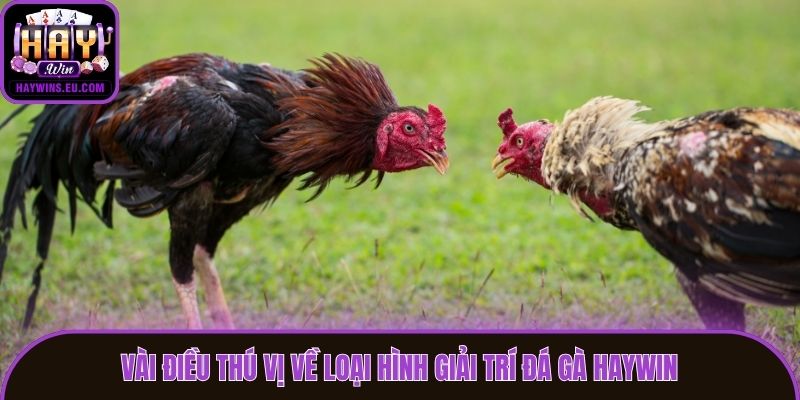 Vài điều thú vị về loại hình giải trí đá gà Haywin